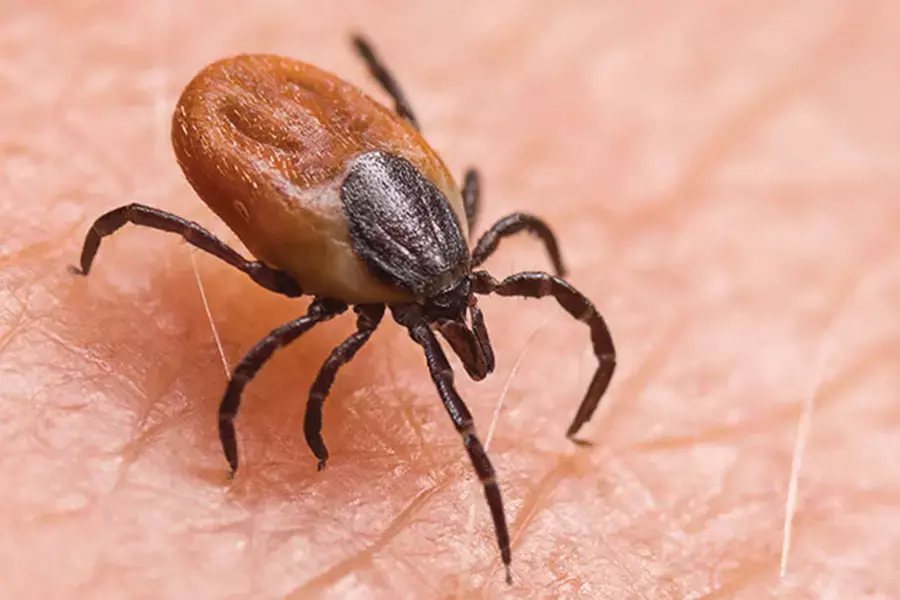Scrub typhus को लेकर चिंता की आवश्यकता नहीं, उपाय जारी