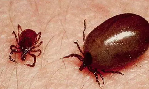 Scrub Typhus डेंगू और मलेरिया जैसा ही है, एपी स्वास्थ्य विभाग ने कहा।