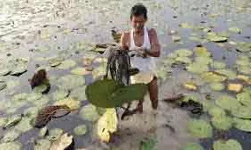 भारत का नया Superfood मखाना कैसे है  बनता