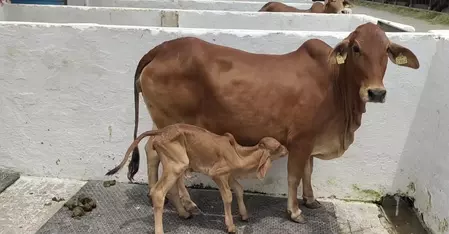 गोमूत्र : अपशिष्ट नहीं औषधि, कई बीमारियों से लड़ने में सहायक गोमूत्र : अपशिष्ट नहीं औषधि, कई बीमारियों से लड़ने में सहायक