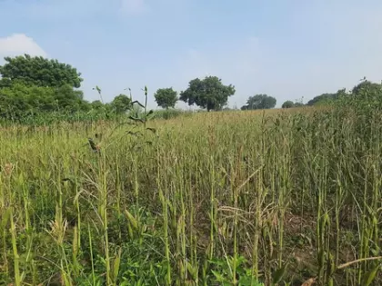 लगातार बारिश से Tamil Nadu के वेप्पनथट्टई में मक्के की फसल को नुकसान लगातार बारिश से Tamil Nadu के वेप्पनथट्टई में मक्के की फसल को नुकसान