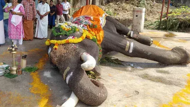 kerala: मुल्लाक्कल राजराजेश्वरी मंदिर के हाथी मुल्लाक्कल बालाकृष्णन की मौत kerala: मुल्लाक्कल राजराजेश्वरी मंदिर के हाथी मुल्लाक्कल बालाकृष्णन की मौत