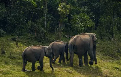 Tamil Nadu में हाथियों की सुरक्षा और मानव–हाथी संघर्ष को कम करने की कोशिश Tamil Nadu में हाथियों की सुरक्षा और मानव–हाथी संघर्ष को कम करने की कोशिश
