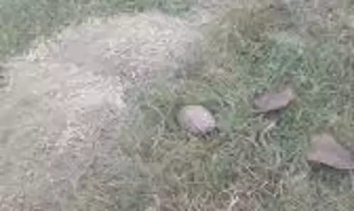 Lakhimpur Kheri: स्कूल में सुतली बम मिलने की अफवाह,जांच में निकली ये चीज