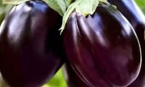 Brinjal Side Effects: इन लोगों के लिए किसी जहर से कम नहीं बैंगन, हो सकता है भारी नुकसान Brinjal Side Effects: इन लोगों के लिए किसी जहर से कम नहीं बैंगन, हो सकता है भारी नुकसान