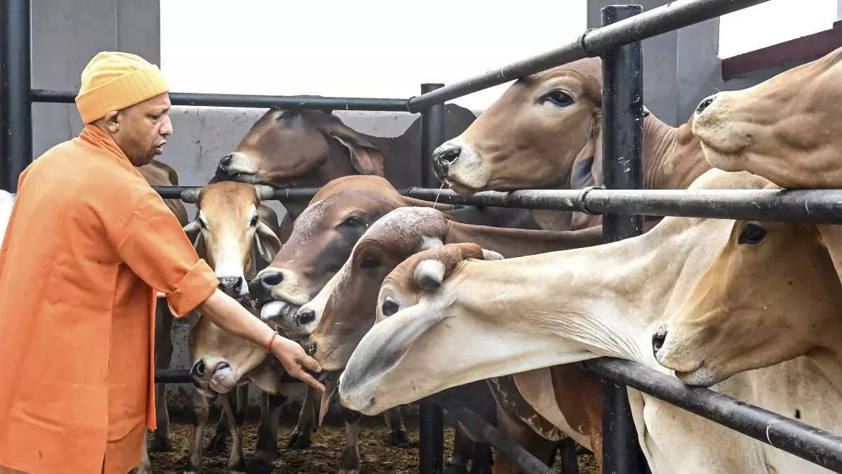 Prayagraj: योगी सरकार ने पशु स्वास्थ्य सुधार योजना की घोषणा की Prayagraj: योगी सरकार ने पशु स्वास्थ्य सुधार योजना की घोषणा की