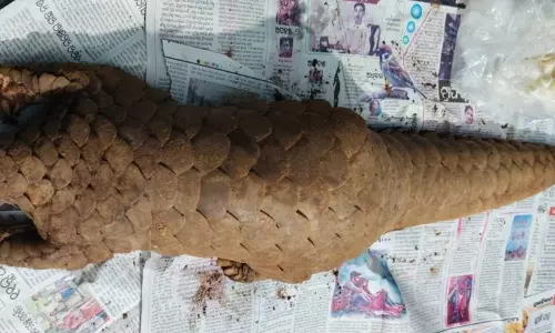 जिंदा पैंगोलिन की तस्करी नाकाम, दो अरेस्ट