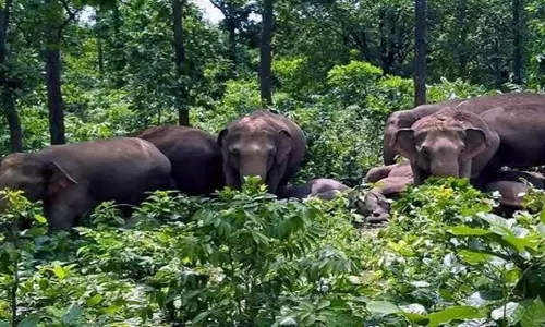 West Medinipur: कुलबनी में हाथियों के झुंड से फसलों को भारी नुकसान
