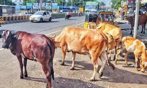 Chennai कॉर्पोरेशन ने वॉलंटियर्स से मांगी मदद, पेट लाइसेंसिंग की संख्या बढ़ी