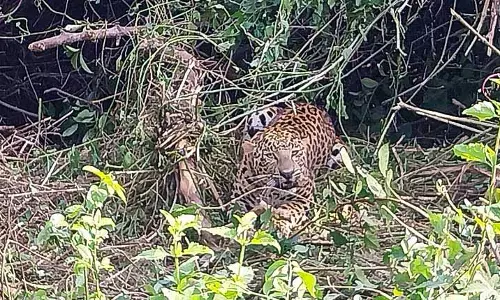 Angul district में शिकारी के जाल में फंसा तेंदुआ, वन विभाग ने बचाया Angul district में शिकारी के जाल में फंसा तेंदुआ, वन विभाग ने बचाया