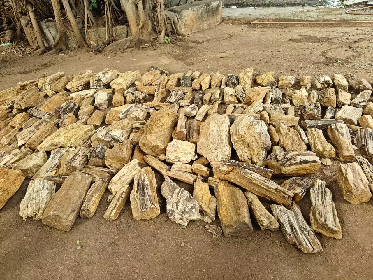 Telangana : म्यूज़ियम जीवाश्मों को प्रदर्शित करने के लिए नई गैलरी बना रहा