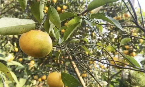 दार्जिलिंग मैंडरिन को GI टैग मिला, उत्पादकों को बीमार संतरे उद्योग के फिर से शुरू होने की उम्मीद दार्जिलिंग मैंडरिन को GI टैग मिला, उत्पादकों को बीमार संतरे उद्योग के फिर से शुरू होने की उम्मीद