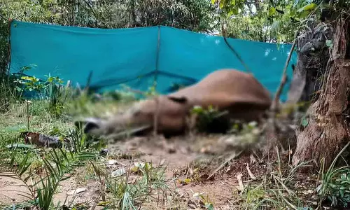 पिछले 18 महीनों में Odisha में 136 हाथियों की मौत हुई: विधानसभा में मंत्री पिछले 18 महीनों में Odisha में 136 हाथियों की मौत हुई: विधानसभा में मंत्री