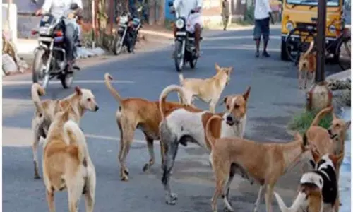 कुत्ते के काटने से Sangvikar सदमे में, जान पर बन आई।
