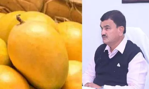 कृषि मंत्री ने नागपुर में कहा कि कोंकण हापुस को GI टैग मिला कृषि मंत्री ने नागपुर में कहा कि कोंकण हापुस को GI टैग मिला