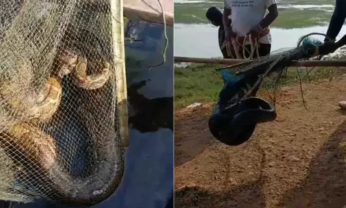 चिल्का में मछली पकड़ने के जाल में फंसे 12 फुट के अजगर को बचाया गया चिल्का में मछली पकड़ने के जाल में फंसे 12 फुट के अजगर को बचाया गया