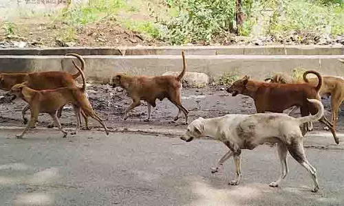 Assam में आवारा कुत्तों के लापता होने से पशु प्रेमियों में चिंता