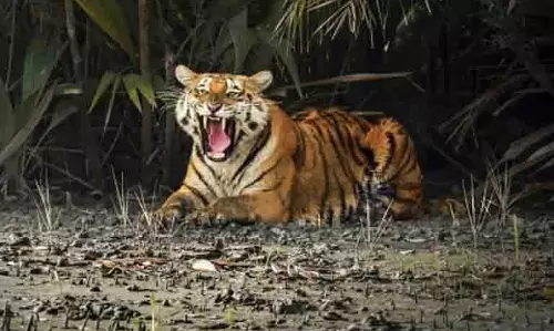 Jharkhand पहली बार बाघों की गिनती के लिए यूनिवर्सिटी वॉलंटियर्स को तैनात करेगा