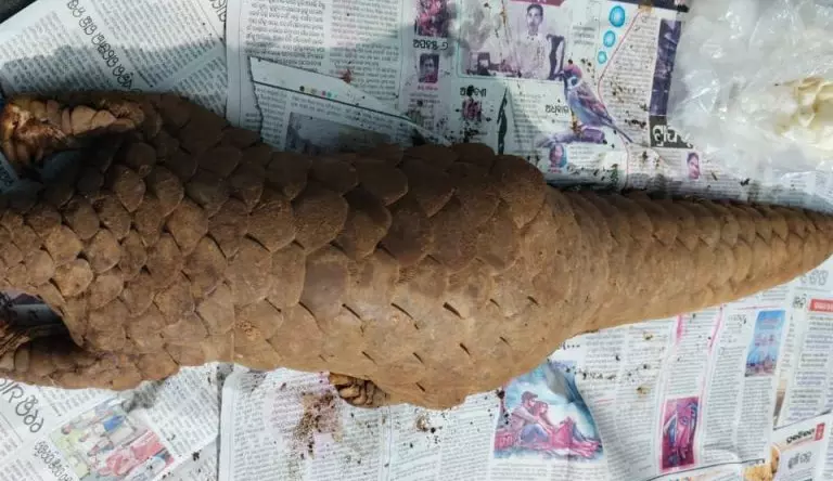 जिंदा पैंगोलिन की तस्करी नाकाम, दो अरेस्ट जिंदा पैंगोलिन की तस्करी नाकाम, दो अरेस्ट