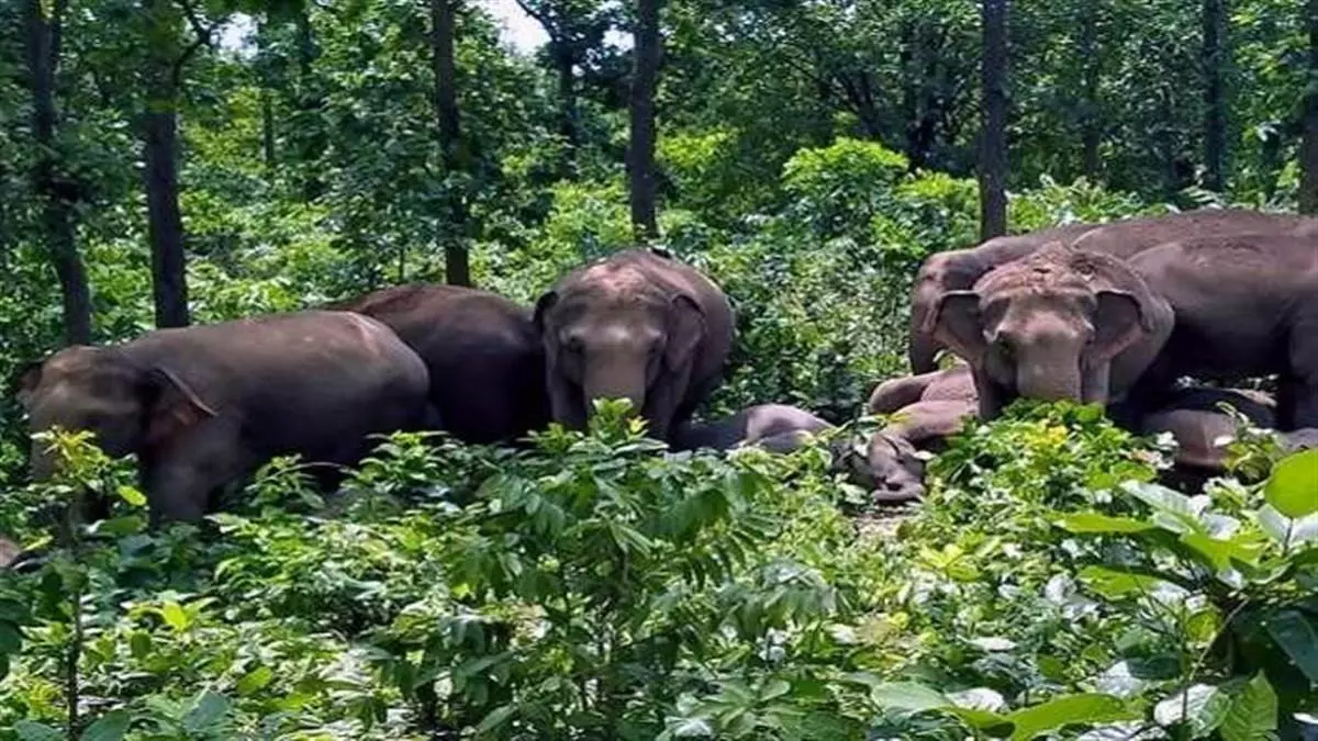 West Medinipur: कुलबनी में हाथियों के झुंड से फसलों को भारी नुकसान West Medinipur: कुलबनी में हाथियों के झुंड से फसलों को भारी नुकसान