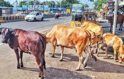 Chennai कॉर्पोरेशन ने वॉलंटियर्स से मांगी मदद, पेट लाइसेंसिंग की संख्या बढ़ी Chennai कॉर्पोरेशन ने वॉलंटियर्स से मांगी मदद, पेट लाइसेंसिंग की संख्या बढ़ी
