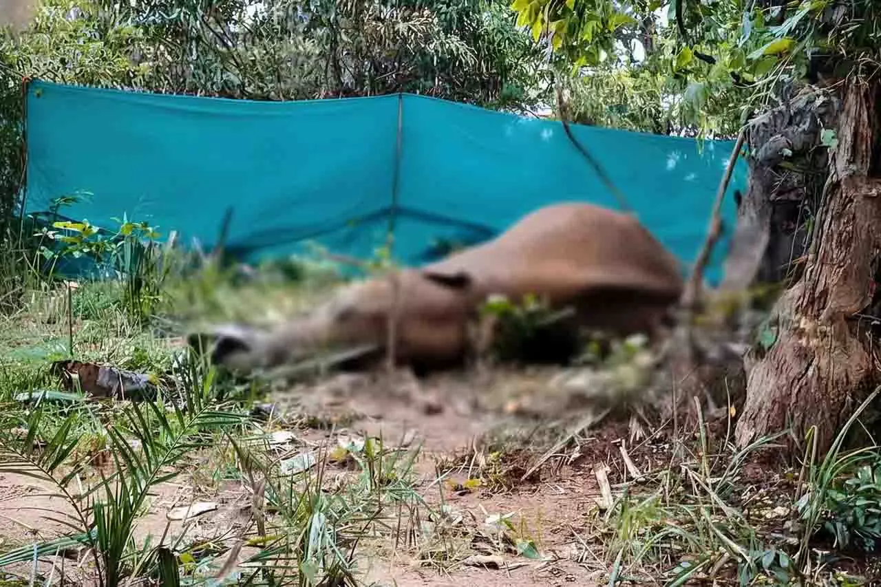 पिछले 18 महीनों में Odisha में 136 हाथियों की मौत हुई: विधानसभा में मंत्री पिछले 18 महीनों में Odisha में 136 हाथियों की मौत हुई: विधानसभा में मंत्री