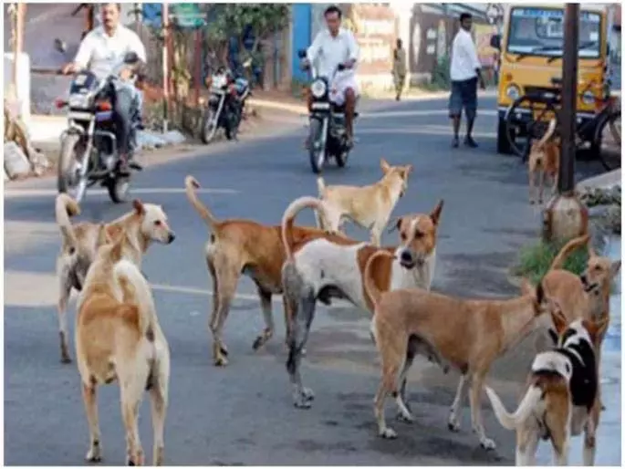 कुत्ते के काटने से Sangvikar सदमे में, जान पर बन आई। कुत्ते के काटने से Sangvikar सदमे में, जान पर बन आई।