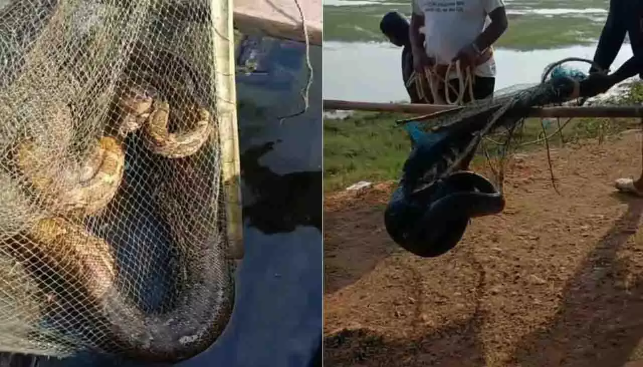 चिल्का में मछली पकड़ने के जाल में फंसे 12 फुट के अजगर को बचाया गया चिल्का में मछली पकड़ने के जाल में फंसे 12 फुट के अजगर को बचाया गया
