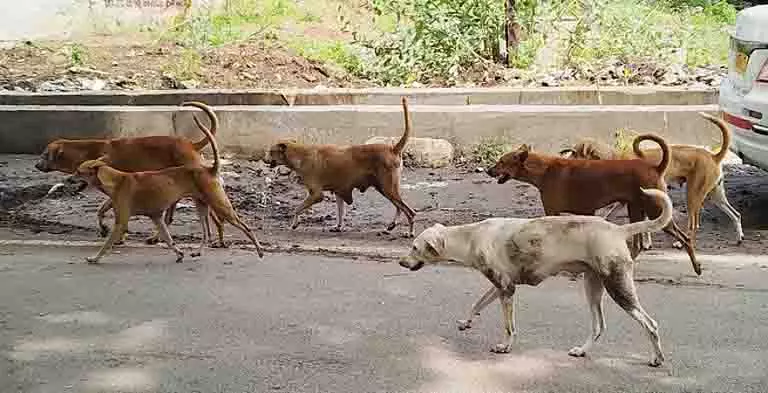Assam में आवारा कुत्तों के लापता होने से पशु प्रेमियों में चिंता Assam में आवारा कुत्तों के लापता होने से पशु प्रेमियों में चिंता