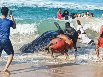 Kerala: कोल्लम में 13 फुट लंबी व्हेल शार्क का सफल बचाव Kerala: कोल्लम में 13 फुट लंबी व्हेल शार्क का सफल बचाव