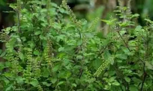 Tulsi: जानें तुलसी में दिखने वाले कौन से संकेत शुभ और कौन से अशुभ Tulsi: जानें तुलसी में दिखने वाले कौन से संकेत शुभ और कौन से अशुभ