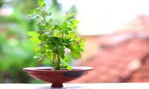 Tulsi Puja Niyam: इन दिनों में भूलकर भी तुलसी देवी को अर्पित न करें जल Tulsi Puja Niyam: इन दिनों में भूलकर भी तुलसी देवी को अर्पित न करें जल