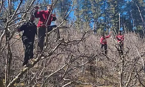 Himachal: छंटाई में सटीकता, स्वस्थ और ज़्यादा पैदावार वाले सेब के बागों का राज