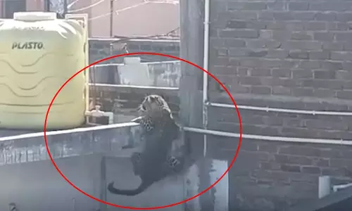 OMG! 7 लोग घायल, अचानक तेंदुए के आने के बाद मची अफरा-तफरी