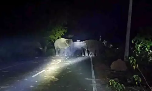 Odisha के गांवों में हाथियों का झुंड घूमने से दहशत Odisha के गांवों में हाथियों का झुंड घूमने से दहशत