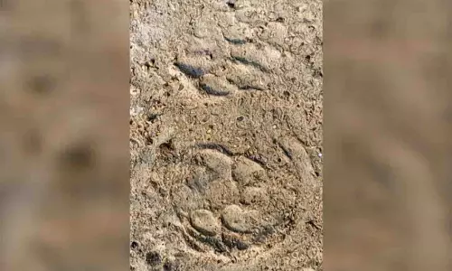 Odisha: ‘कई मवेशियों की मौत के बाद तेंदुए के हमलों’ से ग्रामीण दहशत में