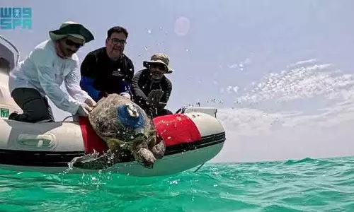 Saudi रॉयल रिज़र्व ने कछुओं के लिए लाइव सैटेलाइट ट्रैकिंग शुरू की