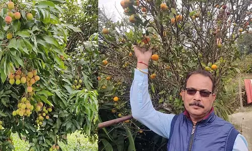 Oranges बकरी की खाद से उगाए गए हैं, केमिकल फर्टिलाइज़र से नहीं! Oranges बकरी की खाद से उगाए गए हैं, केमिकल फर्टिलाइज़र से नहीं!