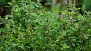 Tulsi: जानें तुलसी में दिखने वाले कौन से संकेत शुभ और कौन से अशुभ Tulsi: जानें तुलसी में दिखने वाले कौन से संकेत शुभ और कौन से अशुभ