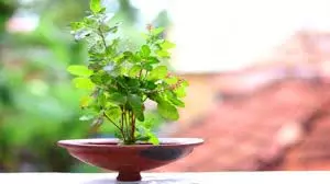 Tulsi Puja Niyam: इन दिनों में भूलकर भी तुलसी देवी को अर्पित न करें जल Tulsi Puja Niyam: इन दिनों में भूलकर भी तुलसी देवी को अर्पित न करें जल