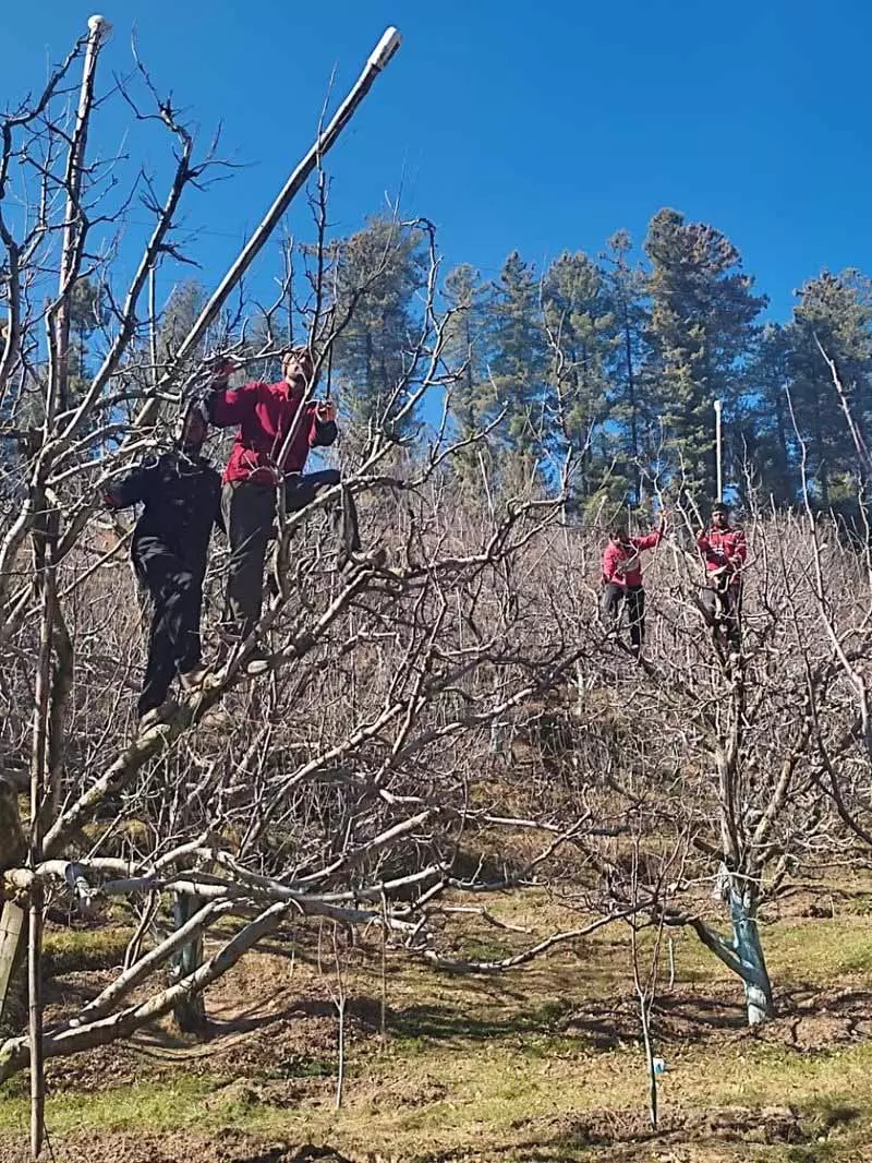 Himachal: छंटाई में सटीकता, स्वस्थ और ज़्यादा पैदावार वाले सेब के बागों का राज Himachal: छंटाई में सटीकता, स्वस्थ और ज़्यादा पैदावार वाले सेब के बागों का राज