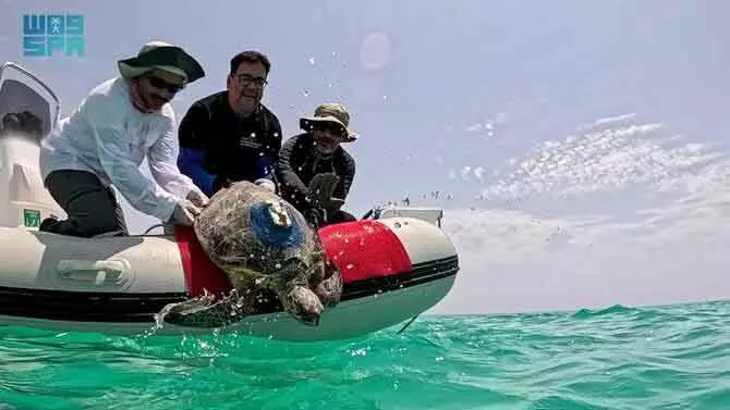 Saudi रॉयल रिज़र्व ने कछुओं के लिए लाइव सैटेलाइट ट्रैकिंग शुरू की Saudi रॉयल रिज़र्व ने कछुओं के लिए लाइव सैटेलाइट ट्रैकिंग शुरू की