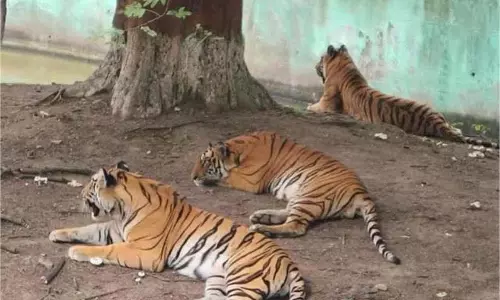 Jharkhand: 15 दिसंबर से बाघों और वन्यजीवों की गणना शुरू