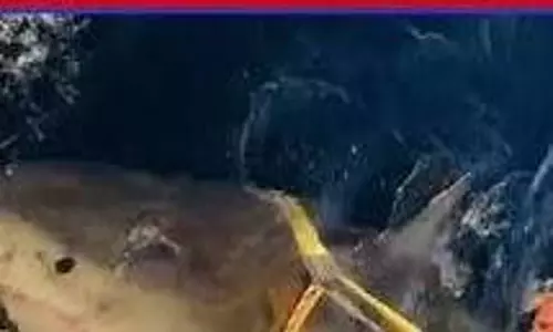 Great White Shark: समंदर में सैकड़ों फीट नीचे मिला सबसे बड़ा सफेद दैत्य,क्या बोले साइंटिस्ट्स Great White Shark: समंदर में सैकड़ों फीट नीचे मिला सबसे बड़ा सफेद दैत्य,क्या बोले साइंटिस्ट्स