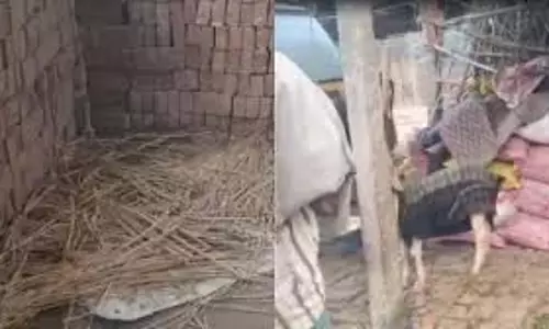 Bihar: पुलिस बनकर अपराधियों ने शराब खोजने के बहाने चुराईं दर्जनों बकरियां Bihar: पुलिस बनकर अपराधियों ने शराब खोजने के बहाने चुराईं दर्जनों बकरियां