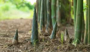 Bamboo shoots : बॉम्बे, पूना में एक ऐतिहासिक परिप्रेक्ष्य