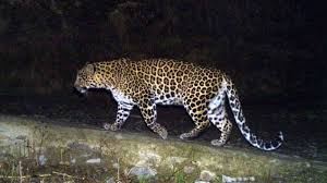 Maharashtra तेंदुओं के हमलों को रोकने के लिए जंगलों में बकरियां छोड़ सकता