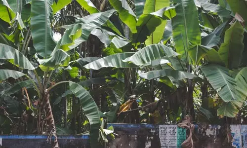 Religious Trees: शास्त्रों में इन पौधों को दिया गया है बड़ा महत्व Religious Trees: शास्त्रों में इन पौधों को दिया गया है बड़ा महत्व