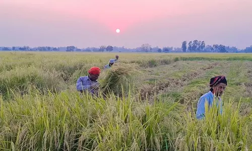 Haryana की फसल विविधीकरण योजना के लिए कम लोग आगे आ रहे