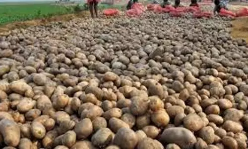 Farrukhabad: सातनपुर मंडी में आलू की कीमतों पर दबाव Farrukhabad: सातनपुर मंडी में आलू की कीमतों पर दबाव